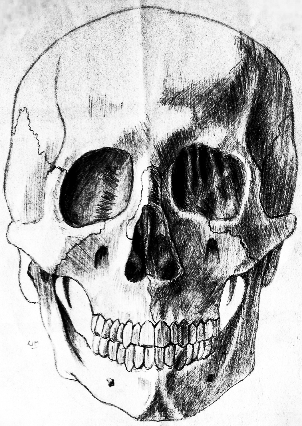 cranium